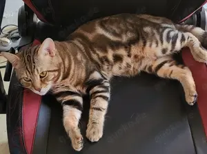 Bengal Mix BKH Deckkater mit Erfahrung (kein Verkauf) Bild 7