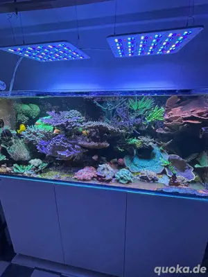 Verkauf Meerwasser gebrauchtes Aquarium Red Sea Reefer 625 XXL mit Technikbecken und Schrank 
