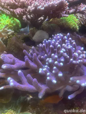 Meerwasser Salzwasser Koralle Stylopora Milka lila