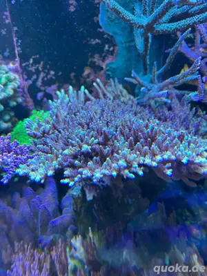 Korallen Seewasser zu Verkaufen Stylopora Milka, Acropora und Monti Platten Meerwasser