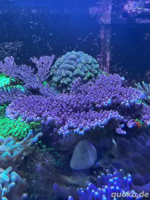 Meerwasser Seewasser Korallen Stylopora rot grün (rund, hinter roter Tischkoralle)