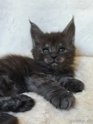 Maine Coon Kätzchen Reinrassige mit Stammbaum 