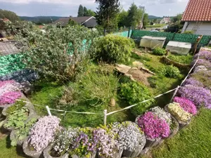 Landschildkröte, aus Zucht - Griechische Landschildkröten - Testudo hermanni boettgeri