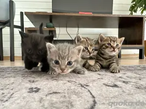 BKH Kitten ab 10.07.2025 abgabebereit