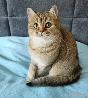BKH Katze