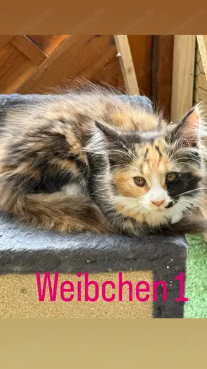 Süße Main Coon Kitten suchen ein Zuhause