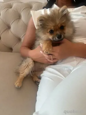 Pomeranian Zwergspitz 5 Monate Alt 