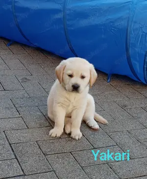 Labrador- Golden Retriever Welpen 