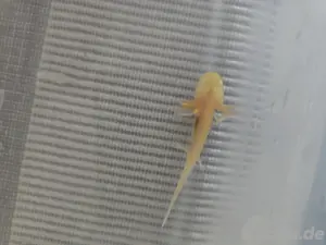 Axolotl Gold Nachwuchs 