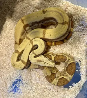1,0 VPI Sunglow positiv Fire Boa consrtrictor