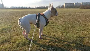 Französische Bulldogge 7ja
