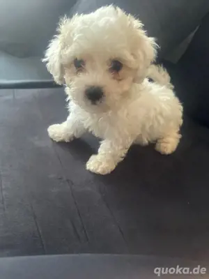 malteser bichon welpe 