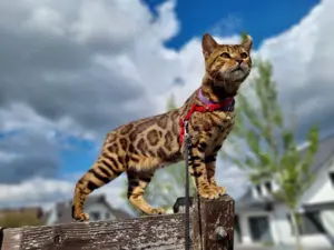 Bengalkitten zu verkaufen!!!