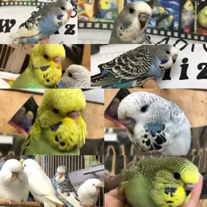 Handzahme bunte Wellensittiche aus liebevoller Hobbyzucht