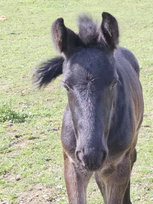 Zuchtstute, Paint Horse, mit Fohlen bei Fuß, sucht Lebensplatz 