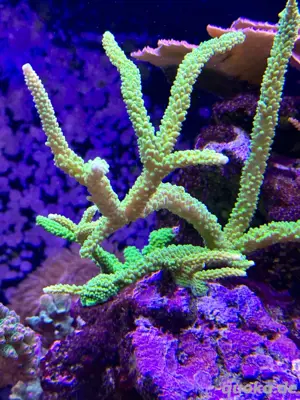 Acropora Enzmann Koralle Meerwasser