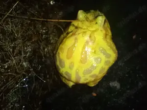 Pacman Frosch abzugeben 
