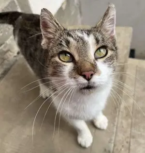 Leni, weiblich, 5 Jahre, kastriert 