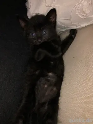 schwarz katze 