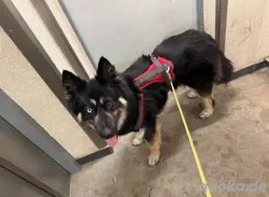 husky-schäferhund mischling