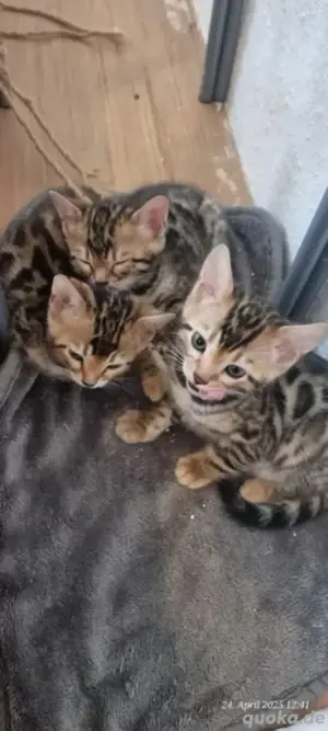 Bengal-Kätzchen