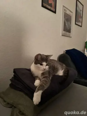 Liebevolles Zuhause für Pablo   Europäisch Kurzhaar-Kater Bild 2