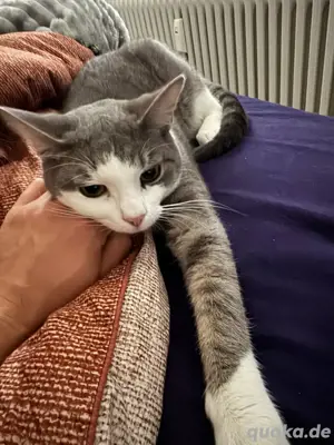 Liebevolles Zuhause für Pablo   Europäisch Kurzhaar-Kater Bild 3