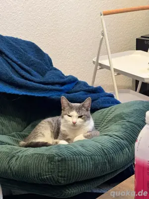 Liebevolles Zuhause für Pablo   Europäisch Kurzhaar-Kater
