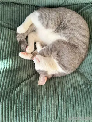 Liebevolles Zuhause für Pablo   Europäisch Kurzhaar-Kater Bild 4
