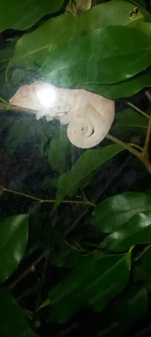 Ich biete mein 2 pantherchamäleon Weibchen an Nosy Faly 