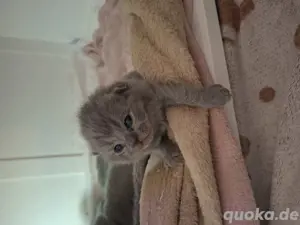 Reinrassige BKH Kitten Britisch Kurzhaar mit STAMMBAUM  Bild 3