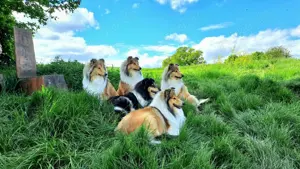 Wir haben Collie Welpen in sable und tricolour seit Anfang Juni - Begleiten Sie uns von Anfang an! Bild 5