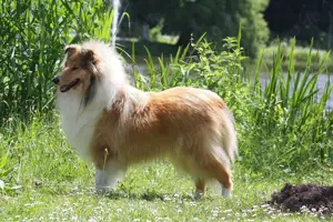 Wir haben Collie Welpen in sable und tricolour seit Anfang Juni - Begleiten Sie uns von Anfang an! Bild 9