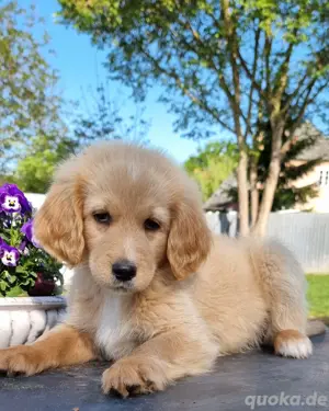 Goldendoodle Welpen, Rüden 