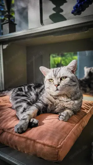 BKH Deckkater ALVIN - Black Silver Classic Tabby Bild 8