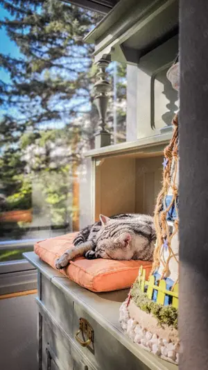 BKH Deckkater ALVIN - Black Silver Classic Tabby Bild 9