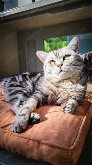 BKH Deckkater ALVIN - Black Silver Classic Tabby Bild 10