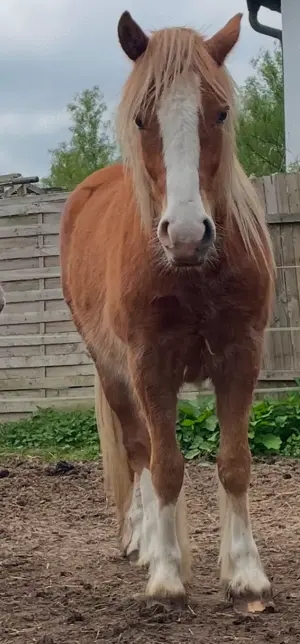 Tolles Kinderpony Tinker 3j 