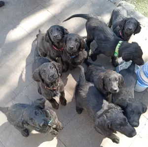 Flat coated Retriever Welpen Mädls