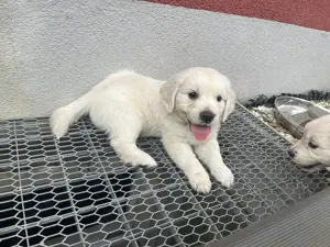 Wunderschöne Golden Retriever Welpen abzugeben 