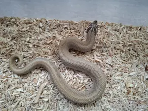 1.2 H. nasicus super   anaconda nz 24 zus. 120e