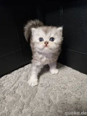 Baby katze 