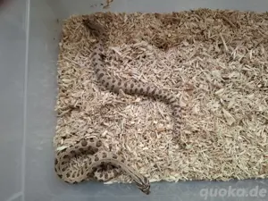 0.2 Heterodon nasicus ph lavender 