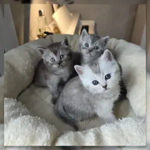 BKH reinrassige Kitten 