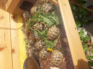 Griechische Landschildkröte Testudo Boettgeri ! Nachzucht 2025! Ab Ende März !