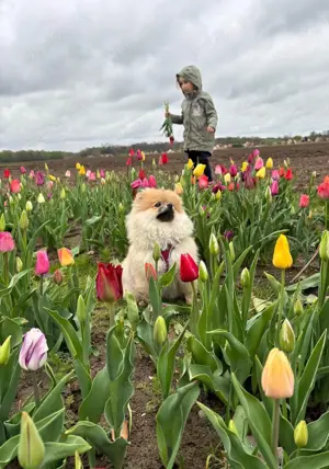 Pomeranian - Zwergspitz  Bild 2 Pomeranian - Zwergspitz  Bild 2