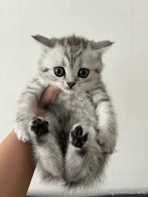 BKH Kitten 