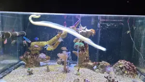 meerwasseraquarium 