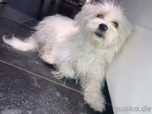 Wunderschöner reinrassiger Malteser hund