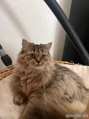 Junge Katze sucht liebevolles Zuhause   geb. August 2024